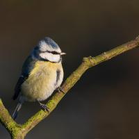 Blue Tit 1 